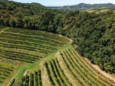 Vino, Annalisa Zorzettig rinnova Myò e rafforza il progetto Tenaci