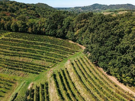 Vino, Annalisa Zorzettig rinnova Myò e rafforza il progetto Tenaci