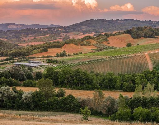 Vino, Fonzone presenta “Colpo di Coda” dall’autoctono Coda di Volpe