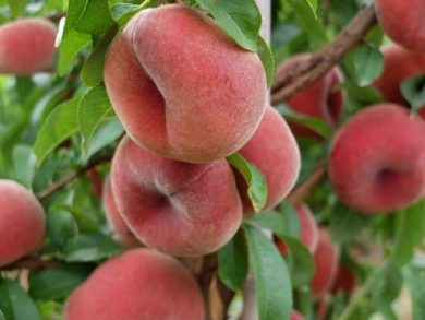 Nell’aretino nuovo mercato agricolo e centro studi Distretti Cibo