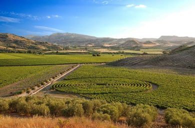 Vino, allo studio la biodiversità nei vigneti Rosaneti di Librandi