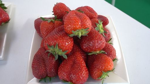 Dalla ricerca Crea nasce la fragole Dafne, dolce e precoce