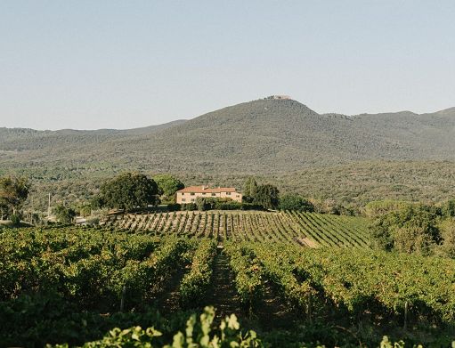 Con l’annata 2024 il “Grattamacco Bianco” compie 40 anni a Bolgheri