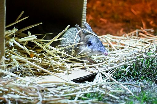 Australia, i bandicoot tornano in natura dopo l’estinzione