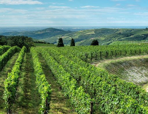 Tedeschi rinnova immagine di tre vini simbolo della sua Valpolicella
