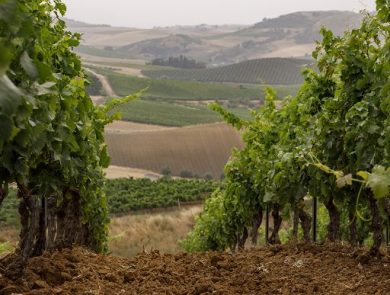 Cantina Centopassi lancia la seconda annata del rosato “Tuttovaben”
