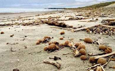 Ambiente, Enea: Oltre un terzo delle ‘palle di mare’ contiene plastica