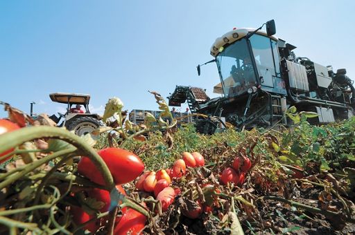 In Puglia annata pomodoro a rischio per aumento costi del 50%