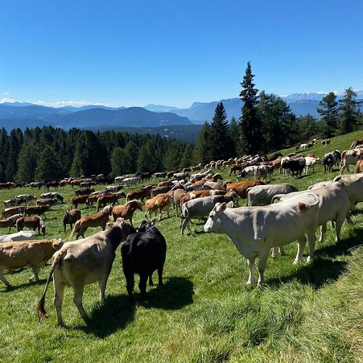 Varhelyi: Sardegna ci contatti, vaccini contro dermatite ci sono