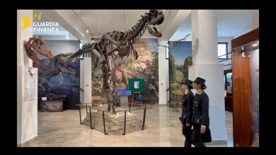 VIDEO | Palermo, le immagini del sequestro dei reperti fossili