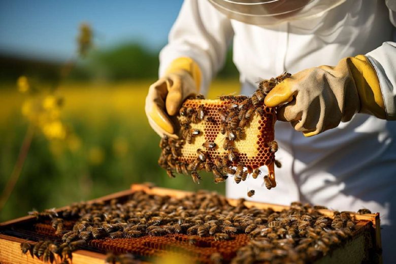 Apicoltura in Sicilia, approvate le graduatorie del bando da 1,3 milioni