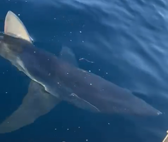 VIDEO | Paura a Gallipoli, grosso squalo attacca barca di pescatori