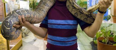 Turista viene morso da un serpente durante uno spettacolo: morto 57enne tedesco