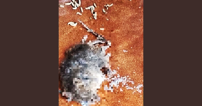 Topi al Centro di smistamento postale di Catania: scatta l’allarme dei sindacati