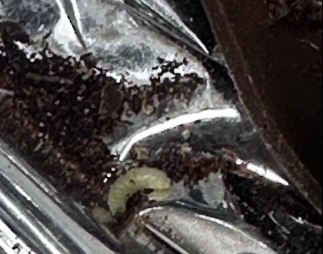 VIDEO | Vermi dentro le uova di Pasqua: le immagini shock