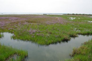 Primavera delle oasi, Wwf:3 zone umide su 4 sono scomparse