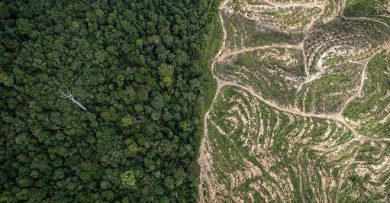 Deforestazione, Wwf: Ue mantiene in vita ma indebolisce l’Eudr