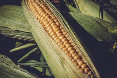 Assofertilizanti: stop urea senza sostituti, agricoltura a rischio