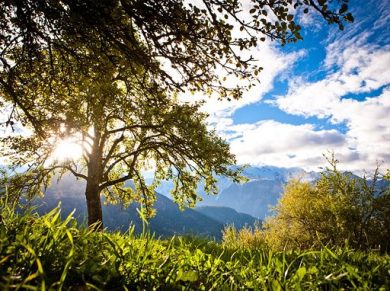 Sidro Maley: dai meleti storici delle Alpi torna il low alcol naturale
