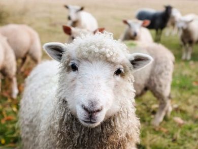 Blue tongue, da R. Marche 600mila euro per ristori ad allevatori