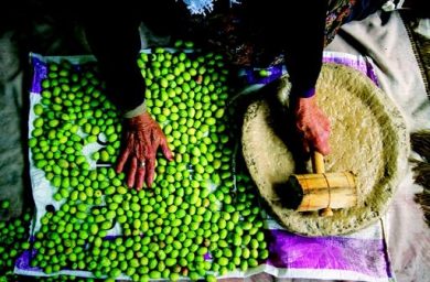 Nasce Efoi, la federazione europea delle olive da tavola