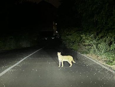 Pericoloso felino africano trovato in un parco di Garbagnate Milanese