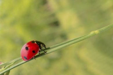 Agricoltura, da E-R 200mila euro in 2026 per i distretti biologici