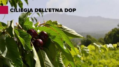 Csqa nuovo ente di certificazione della ciliegia dell’Etna Dop