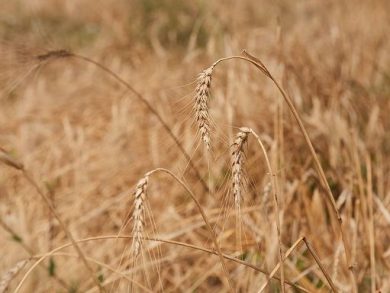 Cai: campagna cerealicola, qualità in crescita ma calo superfici
