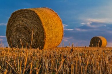 Coldiretti Puglia: con campagne raccolto cresce bisogno manodopera