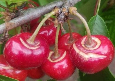 Ciliegie, in Puglia persi 2 frutti su 3 per nubifragi e grandinate