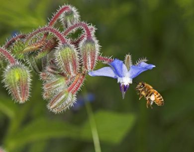 Wwf: Uomini ed Api insieme per dare futuro alla biodiversità