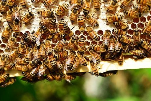 Cirone (Fai): giornata api dedicata ad apicoltori e apicoltrici