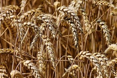 Grano duro: in 2026 produzione italiana a 3,8 mln tonn., +5%