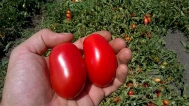 Per il pomodoro da industria diserbo di precisione e uso Ia