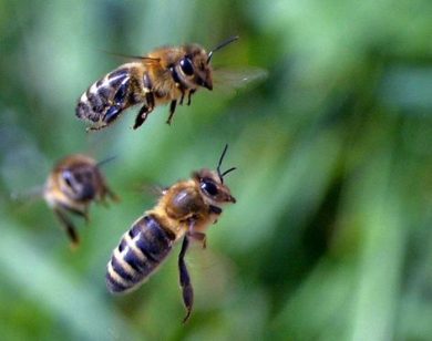 Vino, Tasca: le api sono bioindicatori della salute dei vigneti