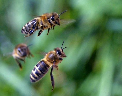 Vino, Tasca: le api sono bioindicatori della salute dei vigneti