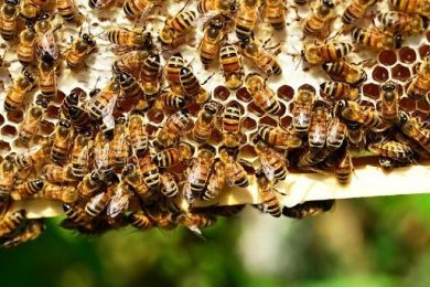 Coldiretti: impollinazione nei campi vale 3 mld, difendere le api