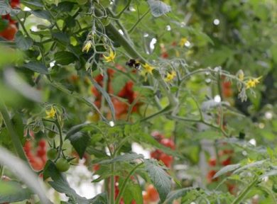 Agromonte e 3Bee: da 2023 128% crescita potenziale nettarifero
