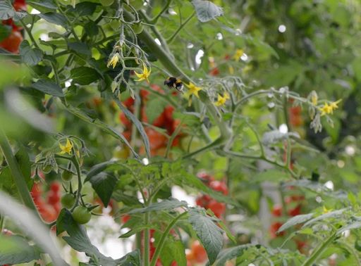 Agromonte e 3Bee: da 2023 128% crescita potenziale nettarifero Agromonte e 3Bee: da 2023 128% crescita potenziale nettarifero