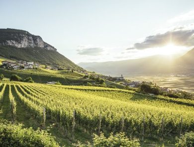 Cantina Kurtatsch porta sul mercato nove vini da otto Uga diverse