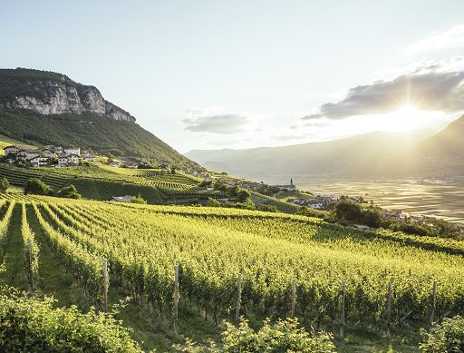 Cantina Kurtatsch porta sul mercato nove vini da otto Uga diverse Cantina Kurtatsch porta sul mercato nove vini da otto Uga diverse