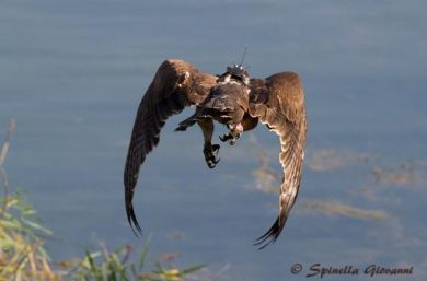 WWF: “In 60 anni, in italia, difesi più di 30mila ettari”