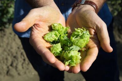 Carlsberg aggiorna piano Esg: zero emissioni al 2040 e più birre low alcol