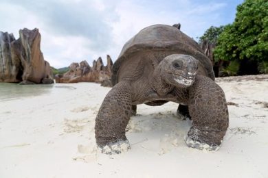 Ambiente, alle Seychelles la Giornata mondiale delle tartarughe