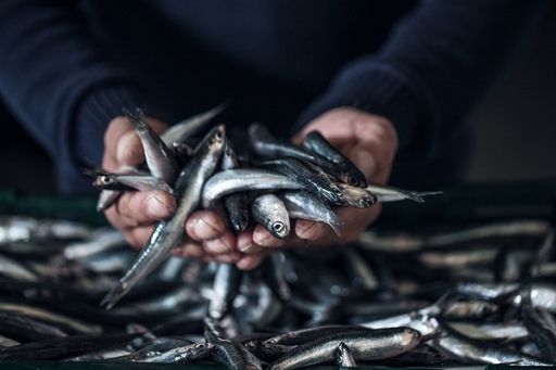 Fermo pesca, associazioni: prorogare a 31/07 domande indennità