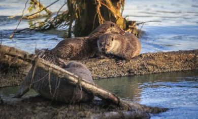 Wwf, Giornata mondiale della lontra, mantenere e recuperare il suo habitat