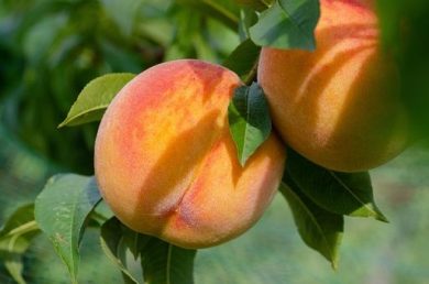 Coldiretti: caldo nei campi, maturazioni anticipate e costi acqua