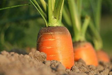 Carota Ispica Igp, cresce domanda ma rese ridotte per clima