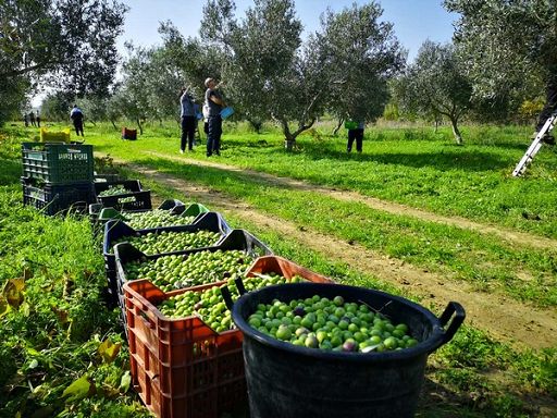 Aifo chiede al Masaf controlli su olio, credito e promozione Aifo chiede al Masaf controlli su olio, credito e promozione